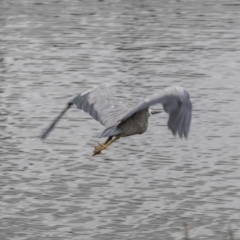 Egretta novaehollandiae at Kingston, ACT - 14 Oct 2018