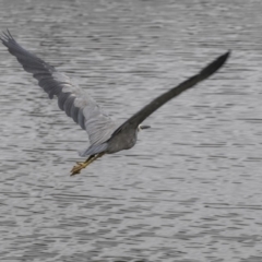 Egretta novaehollandiae at Kingston, ACT - 14 Oct 2018