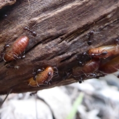 Acrodipsas myrmecophila at suppressed - 14 Oct 2018