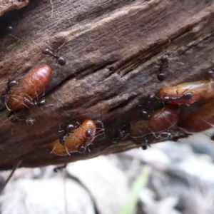 Acrodipsas myrmecophila at suppressed - 14 Oct 2018