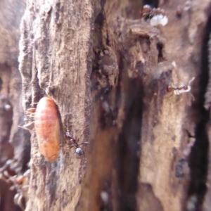 Acrodipsas myrmecophila at suppressed - suppressed