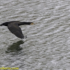 Phalacrocorax carbo (Great Cormorant) at Molonglo Valley, ACT - 12 Oct 2018 by JonSteinbeck