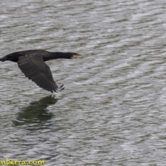 Phalacrocorax carbo (Great Cormorant) at Molonglo Valley, ACT - 12 Oct 2018 by BIrdsinCanberra