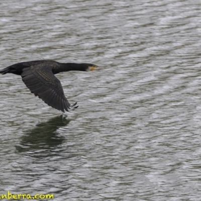 Phalacrocorax carbo (Great Cormorant) at Molonglo Valley, ACT - 12 Oct 2018 by JonSteinbeck