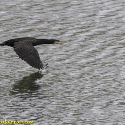 Phalacrocorax carbo (Great Cormorant) at National Arboretum Forests - 11 Oct 2018 by BIrdsinCanberra