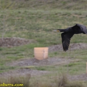Phalacrocorax carbo at Molonglo Valley, ACT - 12 Oct 2018