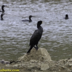 Phalacrocorax carbo at Molonglo Valley, ACT - 12 Oct 2018 09:03 AM