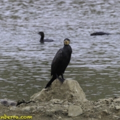 Phalacrocorax carbo at Molonglo Valley, ACT - 12 Oct 2018 09:03 AM