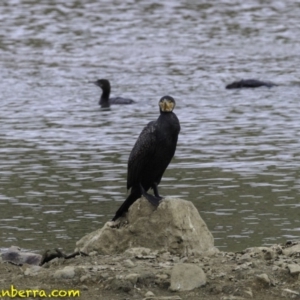 Phalacrocorax carbo at Molonglo Valley, ACT - 12 Oct 2018