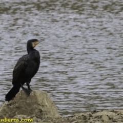 Phalacrocorax carbo at Molonglo Valley, ACT - 12 Oct 2018