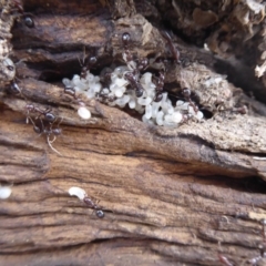 Papyrius nitidus at Jerrabomberra, ACT - 14 Oct 2018