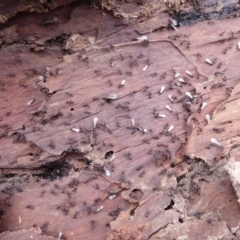 Papyrius nitidus at Jerrabomberra, ACT - 14 Oct 2018