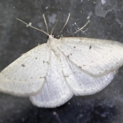 Taxeotis endela (Looper or geometer moth) at Michelago, NSW - 2 Oct 2018 by Illilanga