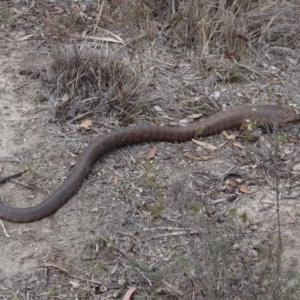 Notechis scutatus at Bungendore, NSW - 14 Oct 2018