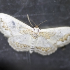 Dithalama cosmospila (Grey Spotted Wave) at Michelago, NSW - 2 Oct 2018 by Illilanga