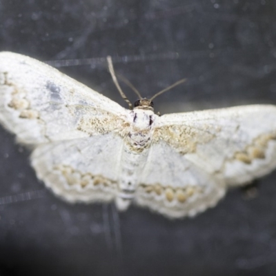 Dithalama cosmospila (Grey Spotted Wave) at Michelago, NSW - 2 Oct 2018 by Illilanga