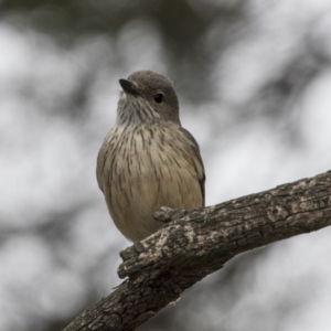 Pachycephala rufiventris at Fyshwick, ACT - 14 Oct 2018