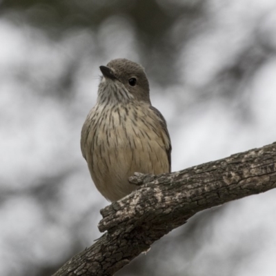 Pachycephala rufiventris (Rufous Whistler) at Fyshwick, ACT - 13 Oct 2018 by Alison Milton