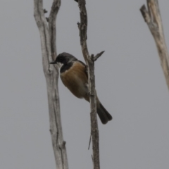 Pachycephala rufiventris at Fyshwick, ACT - 14 Oct 2018