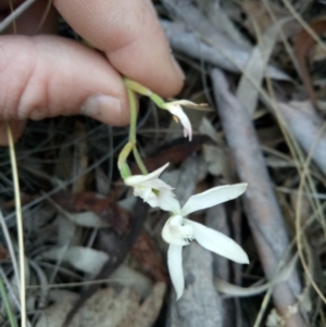 Caladenia sp. at Lake George, NSW - suppressed