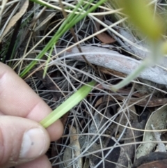 Caladenia sp. at Lake George, NSW - suppressed