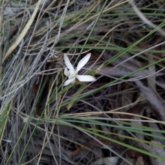 Caladenia sp. at Lake George, NSW - suppressed