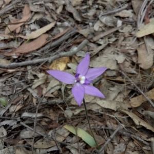 Glossodia major at Lake George, NSW - 14 Oct 2018