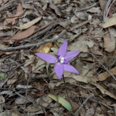 Glossodia major (Wax Lip Orchid) at Lake George, NSW - 14 Oct 2018 by MPennay