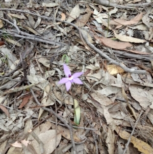 Glossodia major at Lake George, NSW - 14 Oct 2018