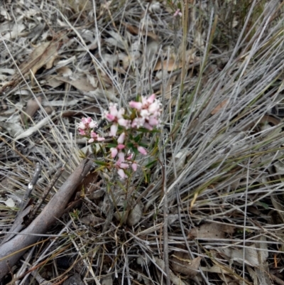 Lissanthe strigosa subsp. subulata (Peach Heath) at Gundaroo, NSW - 11 Oct 2018 by MPennay