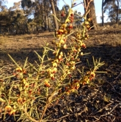 Daviesia genistifolia (Broom Bitter Pea) at Gundaroo, NSW - 8 Oct 2018 by MPennay