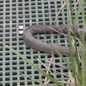 Pseudonaja textilis at Fyshwick, ACT - 14 Oct 2018 11:27 AM