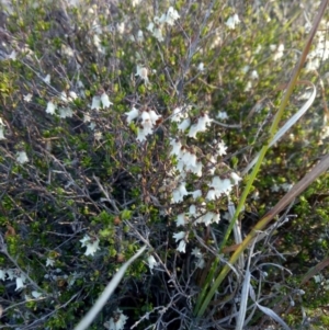 Cryptandra amara at Lake George, NSW - 8 Oct 2018