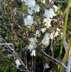 Cryptandra amara at Lake George, NSW - 8 Oct 2018 06:14 PM