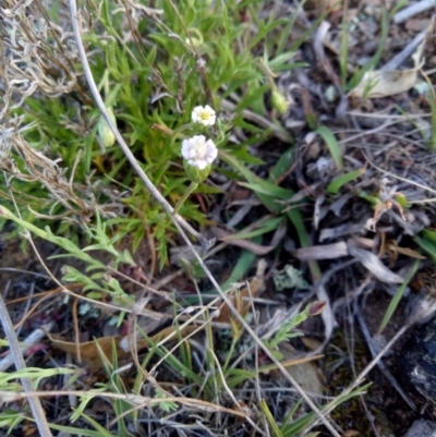 Vittadinia muelleri (Narrow-leafed New Holland Daisy) at Lake George, NSW - 8 Oct 2018 by MPennay