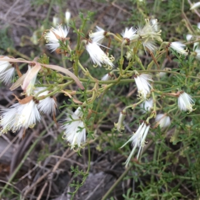 Clematis leptophylla (Small-leaf Clematis, Old Man's Beard) at Red Hill to Yarralumla Creek - 14 Oct 2018 by KL