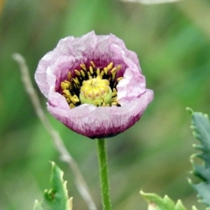 Papaver somniferum subsp. setigerum at Fyshwick, ACT - 14 Oct 2018