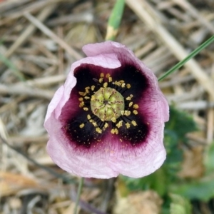 Papaver somniferum subsp. setigerum at Fyshwick, ACT - 14 Oct 2018 12:54 PM