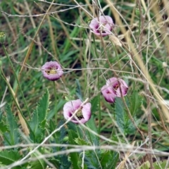 Papaver somniferum subsp. setigerum at Fyshwick, ACT - 14 Oct 2018 12:54 PM