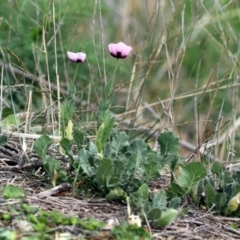 Papaver somniferum subsp. setigerum at Fyshwick, ACT - 14 Oct 2018 12:54 PM