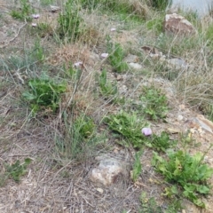 Papaver somniferum subsp. setigerum at Fyshwick, ACT - 14 Oct 2018 12:54 PM