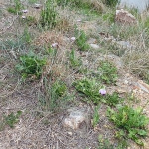 Papaver somniferum subsp. setigerum at Fyshwick, ACT - 14 Oct 2018