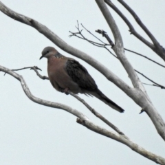 Streptopelia chinensis (Spotted Dove) at Fyshwick, ACT - 14 Oct 2018 by RodDeb