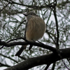 Pachycephala rufiventris (Rufous Whistler) at Fyshwick, ACT - 14 Oct 2018 by RodDeb