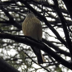 Pachycephala rufiventris at Fyshwick, ACT - 14 Oct 2018