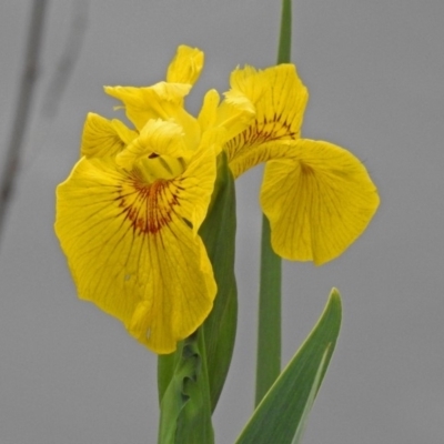Iris pseudacorus (Yellow Flag) at Jerrabomberra Wetlands - 14 Oct 2018 by RodDeb
