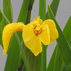 Iris pseudacorus at Fyshwick, ACT - 14 Oct 2018