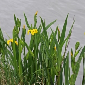 Iris pseudacorus at Fyshwick, ACT - 14 Oct 2018