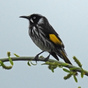 Phylidonyris novaehollandiae at Fyshwick, ACT - 14 Oct 2018