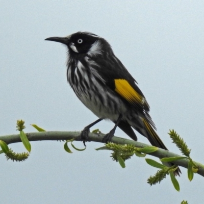 Phylidonyris novaehollandiae (New Holland Honeyeater) at Fyshwick, ACT - 14 Oct 2018 by RodDeb